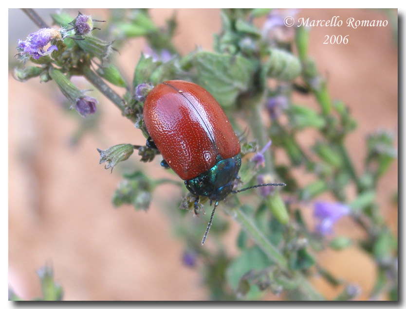 Fiammeggianti e focosi - Chrysolina lutea